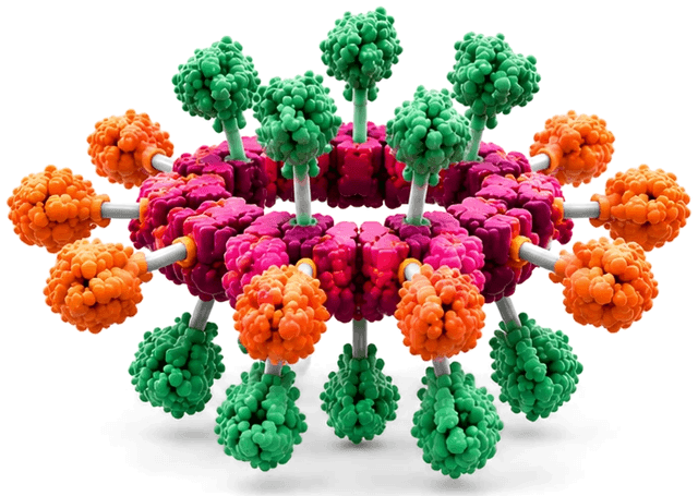 Scaffold ring displaying enzymes